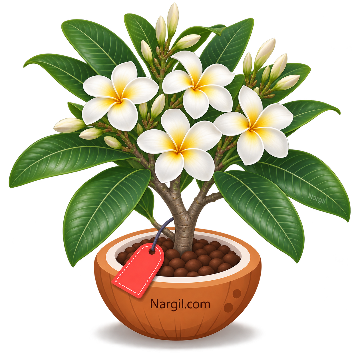 Nargil_Plumeria Alba